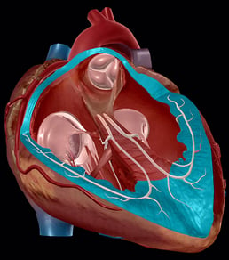 That Boom Boom Pow: Virtual Dissection (sort of) of the Human Heart